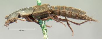 Media type: image;   Entomology 7276 Aspect: habitus lateral view